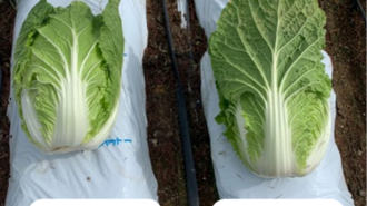 Chinese Cabbage（Nagano prefecture）