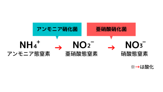 意外と知らない農業の立役者 土壌微生物 硝化菌 について 農業メディア Think And Grow Ricci