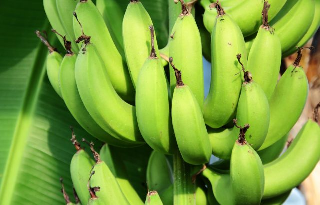 日本国内での栽培面積が広がる熱帯果樹の栽培基礎知識③代表的な熱帯果樹バナナ、パイナップル、マンゴーおよびアボカドの生理的特性まとめ。 -  農業メディア│Think and Grow ricci
