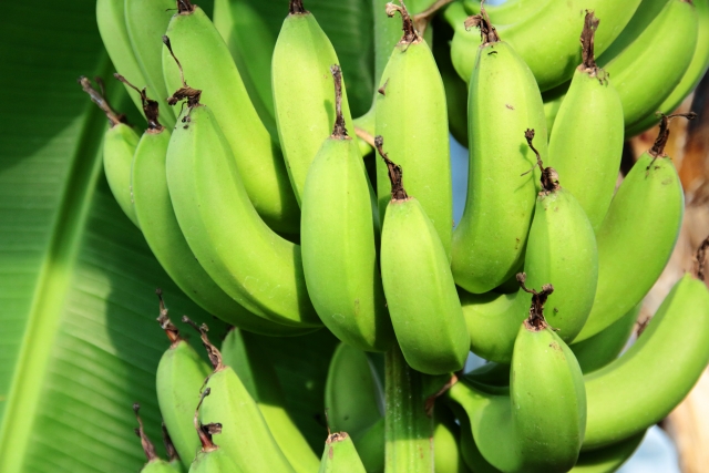 日本国内での栽培面積が広がる熱帯果樹の栽培基礎知識③代表的な熱帯果樹バナナ、パイナップル、マンゴーおよびアボカドの生理的特性まとめ。｜画像１