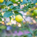 需要高まる国産レモン栽培。寒い地域でのレモン栽培のコツ＆耐寒性の強い品種とは｜画像１