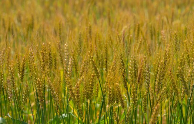 【植物の病害あれこれ】穀類の病気まとめ②ムギ・ダイズ編。病害の特徴や違いについて。