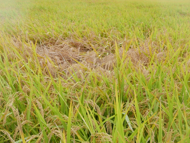 改めて知っておきたい基礎知識。害虫が発生しやすい環境とは｜画像１