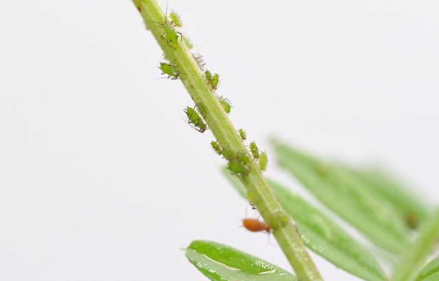 加害様式別、害虫へのより効果的な化学防除のコツ｜画像１