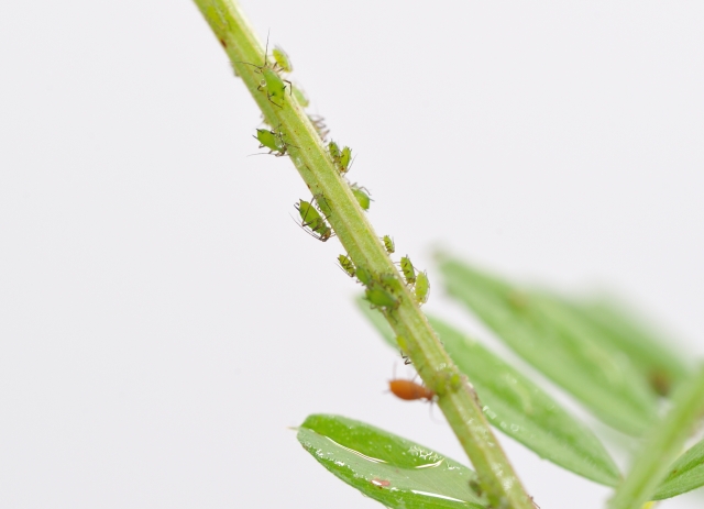 加害様式別、害虫へのより効果的な化学防除のコツ｜画像１