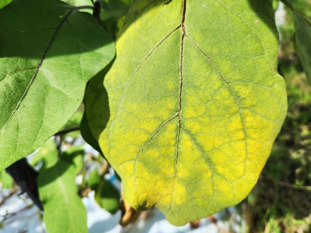 今さら聞けないよく耳にする植物の病徴①立枯れ、萎凋、わい化など｜画像２