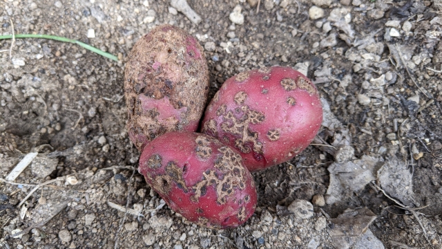 【植物の病害あれこれ】そうか病について