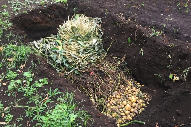 【植物の病害あれこれ】炭疽病について｜画像２