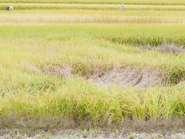 農作物を病気から守るために。伝染性の病原体に植物が感染するメカニズムを知る！｜画像２