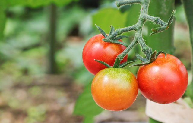 栄養素の欠乏を見逃さない。植物の状態で養分の欠乏・過剰が見えてくる。｜画像１