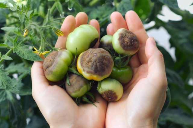 栄養素の欠乏を見逃さない。植物の状態で養分の欠乏・過剰が見えてくる。｜画像２