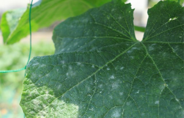 【植物の病害あれこれ】うどんこ病について。うどんこ病の原因や防除法を紹介｜画像１