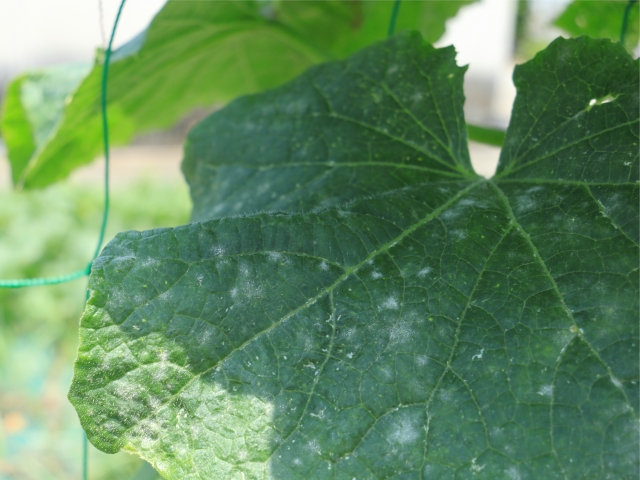 【植物の病害あれこれ】うどんこ病について。うどんこ病の原因や防除法を紹介｜画像１