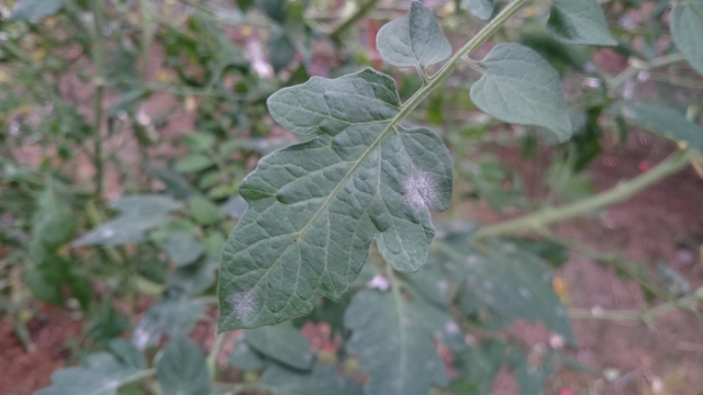 【植物の病害あれこれ】うどんこ病について。うどんこ病の原因や防除法を紹介｜画像２