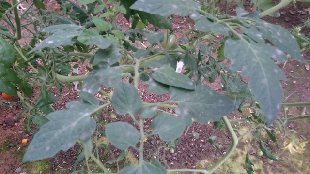 【植物の病害あれこれ】うどんこ病について。うどんこ病の原因や防除法を紹介｜画像３