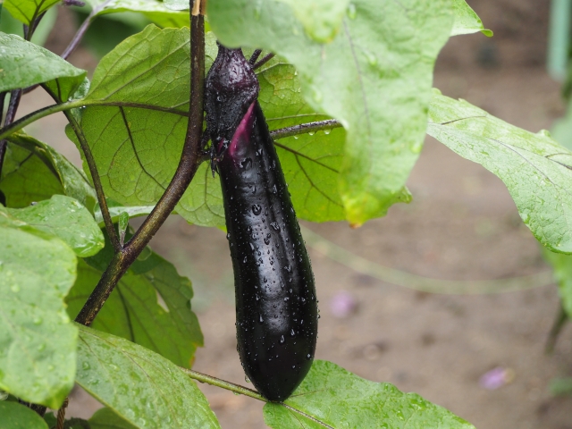 ナス科に発生しやすい「害虫」とその対策（トマト、ナス、ピーマン、ジャガイモ）｜画像１