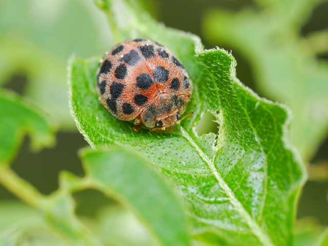 ナス科に発生しやすい「害虫」とその対策（トマト、ナス、ピーマン、ジャガイモ）｜画像３