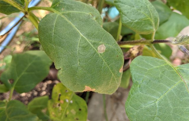 【植物の病害あれこれ】灰色かび病について。灰色かび病の原因や防除法を紹介｜画像１