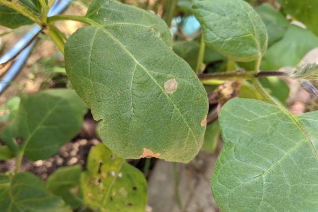 【植物の病害あれこれ】灰色かび病について。灰色かび病の原因や防除法を紹介｜画像１