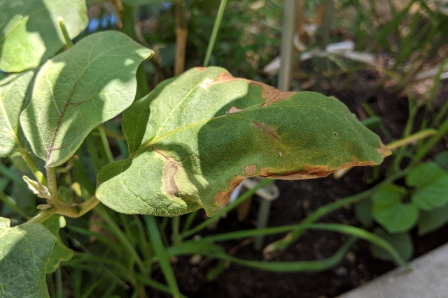 【植物の病害あれこれ】灰色かび病について。灰色かび病の原因や防除法を紹介｜画像２