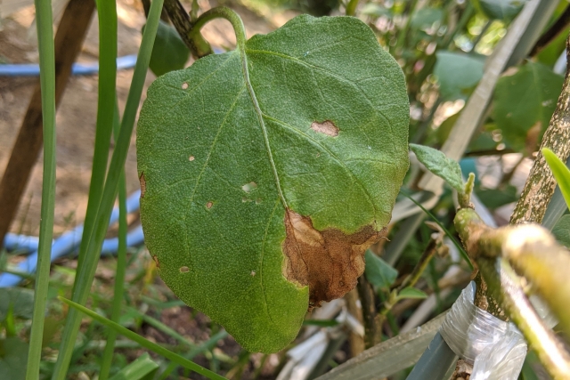 【植物の病害あれこれ】灰色かび病について。灰色かび病の原因や防除法を紹介｜画像３