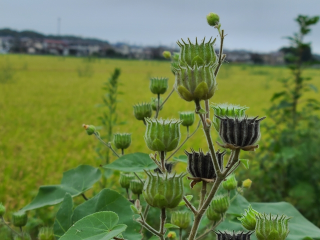 農業に影響を及ぼす外来雑草の生態と被害、その対策について｜画像３