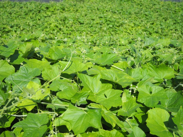 農業に影響を及ぼす外来雑草の生態と被害、その対策について｜画像５