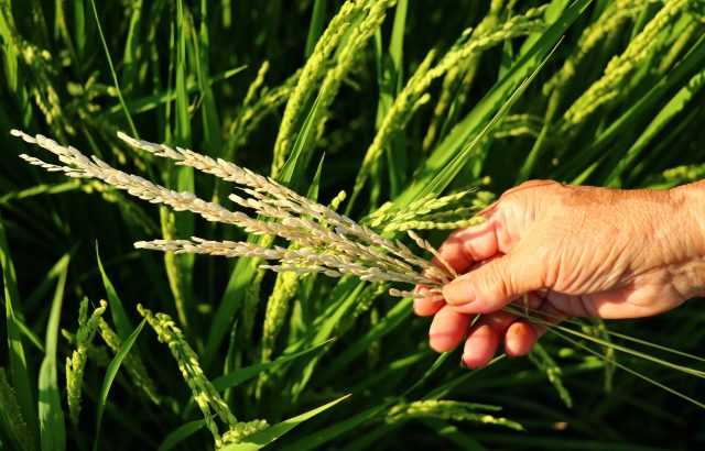 【植物の病害あれこれ】いもち病について