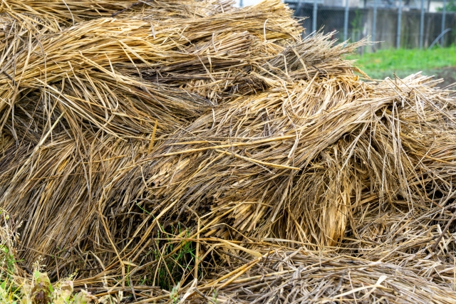 【植物の病害あれこれ】いもち病について｜画像２