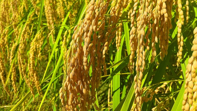 【植物の病害あれこれ】いもち病について｜画像３