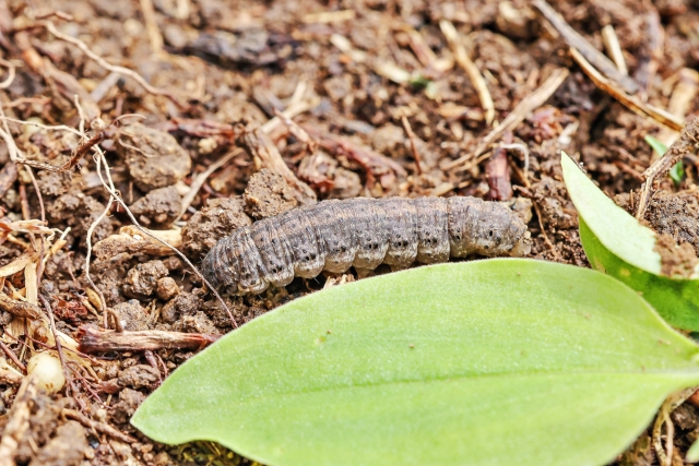 アブラナ科に発生しやすい「害虫」とその対策（キャベツ、ハクサイ、ダイコン）【後編】｜画像２