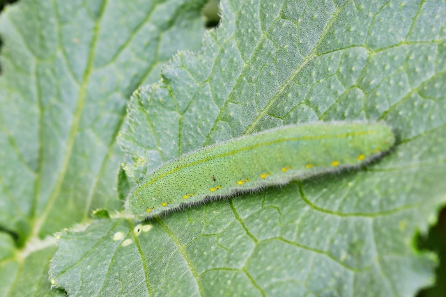 アブラナ科に発生しやすい「害虫」とその対策（キャベツ、ハクサイ、ダイコン）【前編】｜画像２