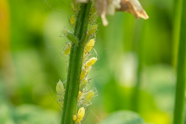 アブラナ科に発生しやすい「害虫」とその対策（キャベツ、ハクサイ、ダイコン）【前編】｜画像３