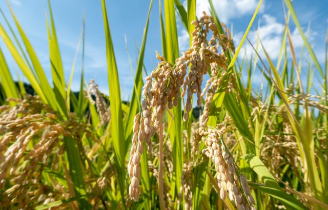 2024年5月に改正された「食料・農業・農村基本法」。改正に至った背景や旧法との違いとは