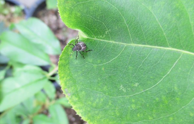 振動を利用した害虫防除技術。昆虫が振動をどう利用しているのかについても紹介。