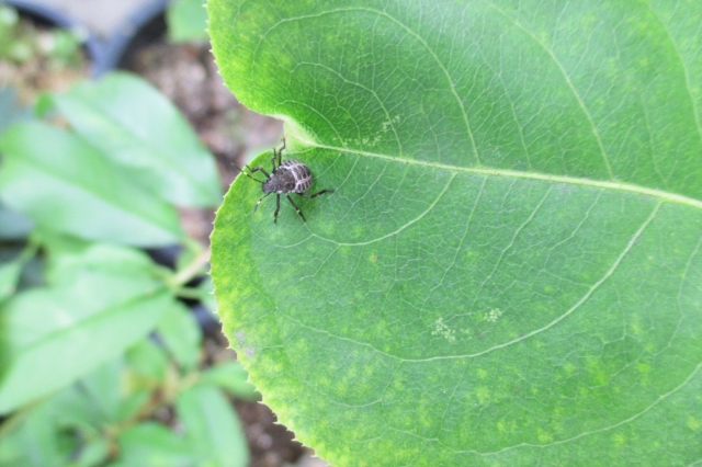 振動を利用した害虫防除技術。昆虫が振動をどう利用しているのかについても紹介。｜画像１