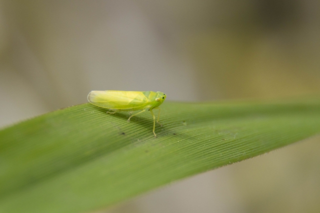 振動を利用した害虫防除技術。昆虫が振動をどう利用しているのかについても紹介。｜画像２