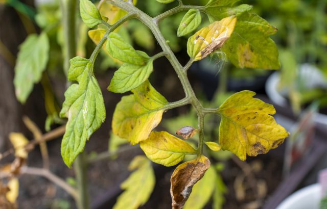 【植物の病害あれこれ】かいよう病について