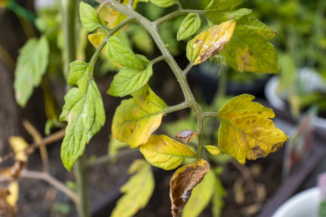 【植物の病害あれこれ】かいよう病について｜画像１