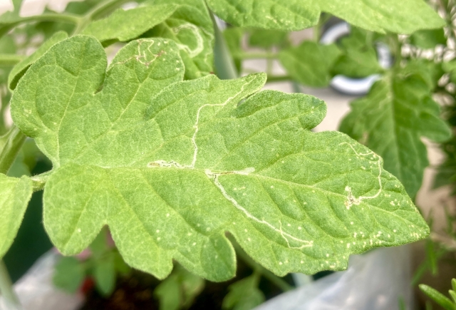 【植物の病害あれこれ】かいよう病について｜画像２