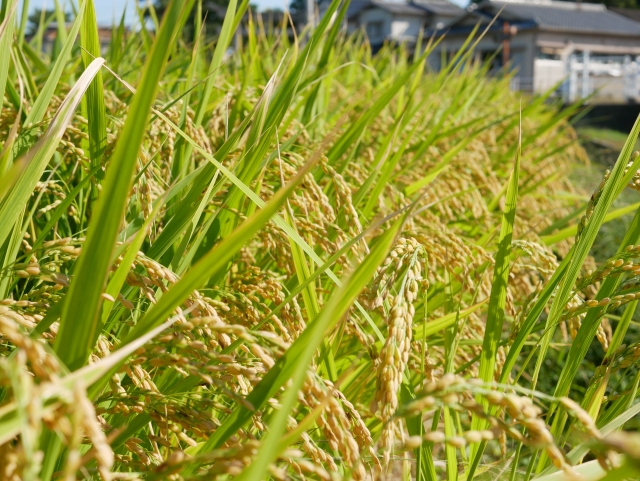 改正された「食料・農業・農村基本法」。改正前後の違いについて。｜画像１