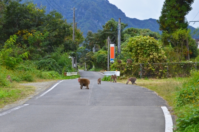 全国の鳥獣被害の状況。今一度知っておきたい基本的な被害対策と優良事例から学ぶススメ｜画像２