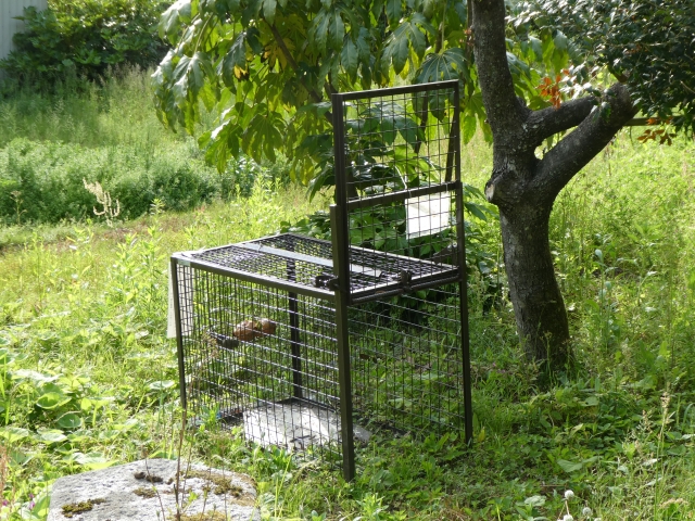 全国の鳥獣被害の状況。今一度知っておきたい基本的な被害対策と優良事例から学ぶススメ｜画像３