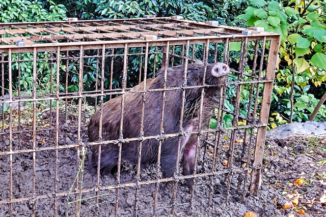 全国の鳥獣被害の状況。今一度知っておきたい基本的な被害対策と優良事例から学ぶススメ｜画像４