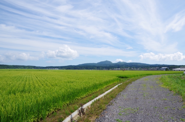 日本の農業の課題、就業人口の減少について。｜画像２